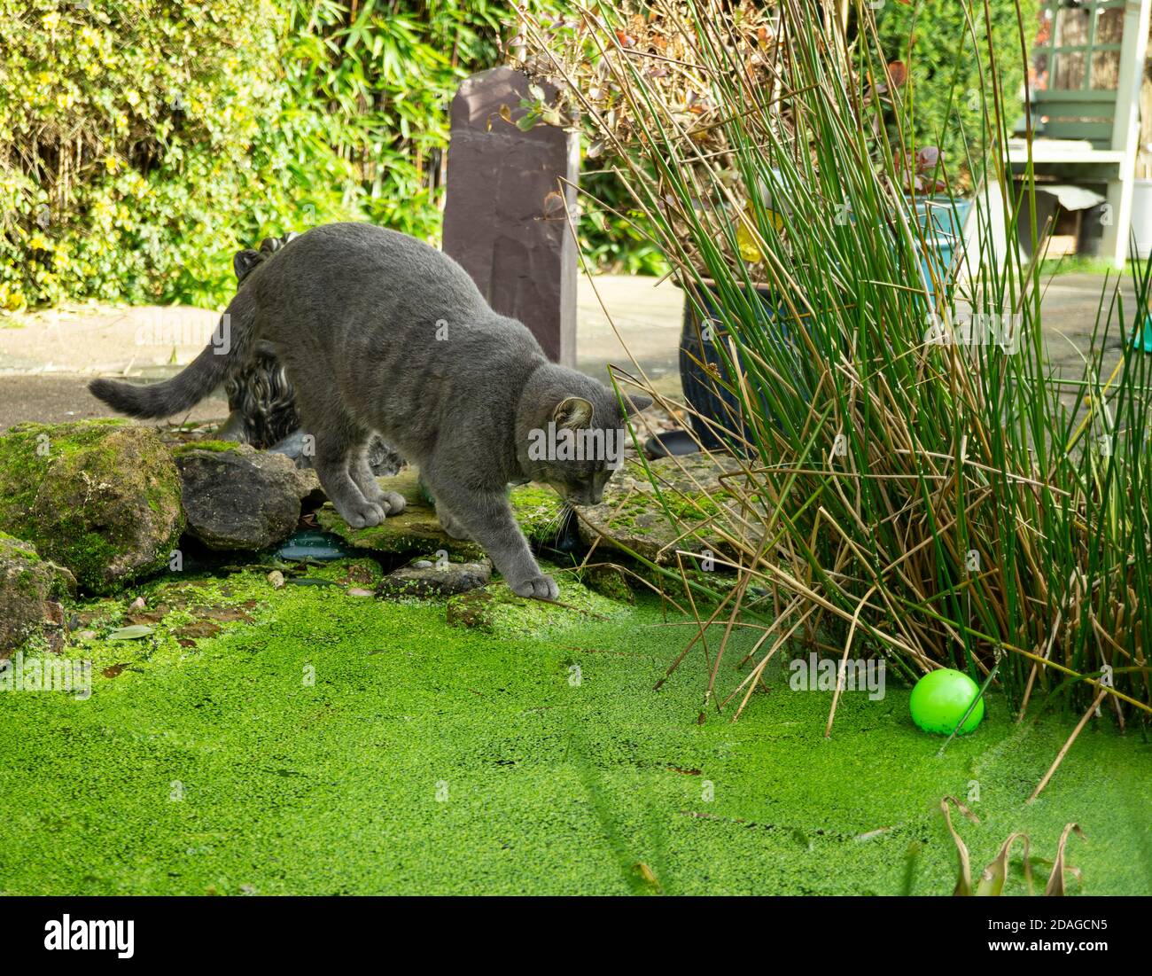 Grey cat chasing a ball on a pond Stock Photo Alamy
