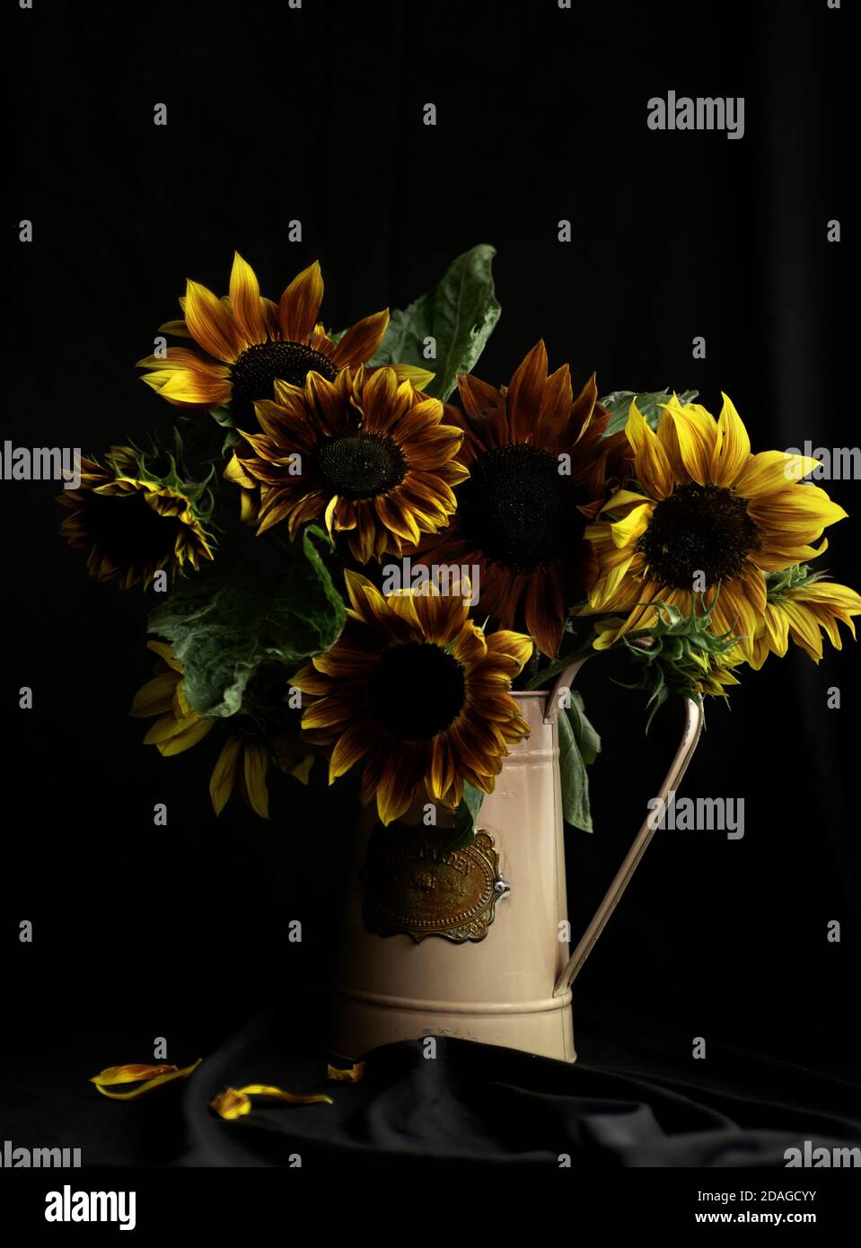 Bouquet of sunflowers in a flower vase on a dark black background Stock ...