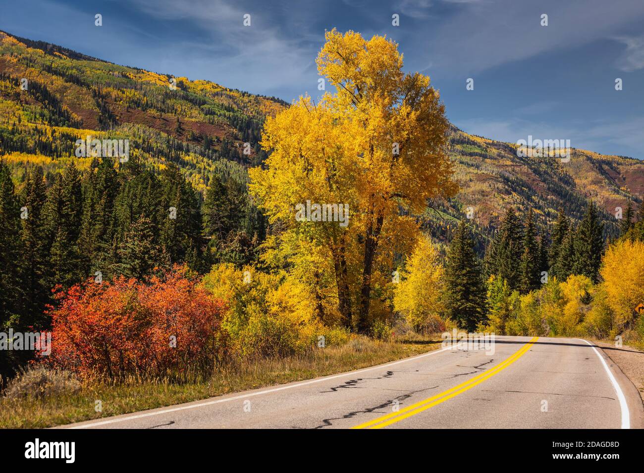 Beautiful yellow autumn aspen tree leaves. Taken in Black Hawk city turned into gambling destination of Colorado Rocky Mountains, USA. Stock Photo