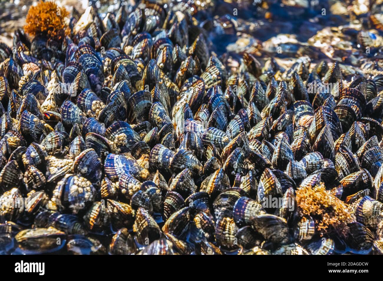 Close Up of Mussel Shells on a shore at Point Lobos State Park, USA ...