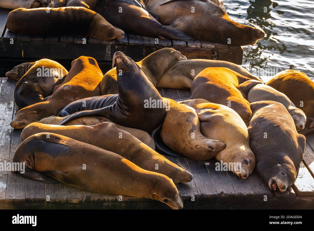 Sea Lions at Pier 39 at Fisherman`s Wharf, San Francisco, USA