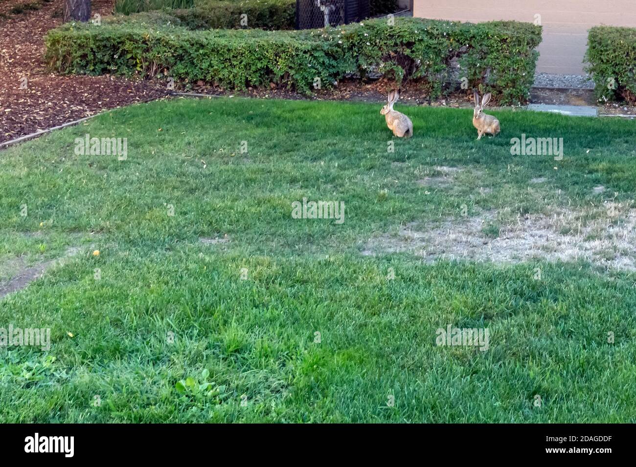 Rabbits at the campus buildings in university, USA Stock Photo - Alamy