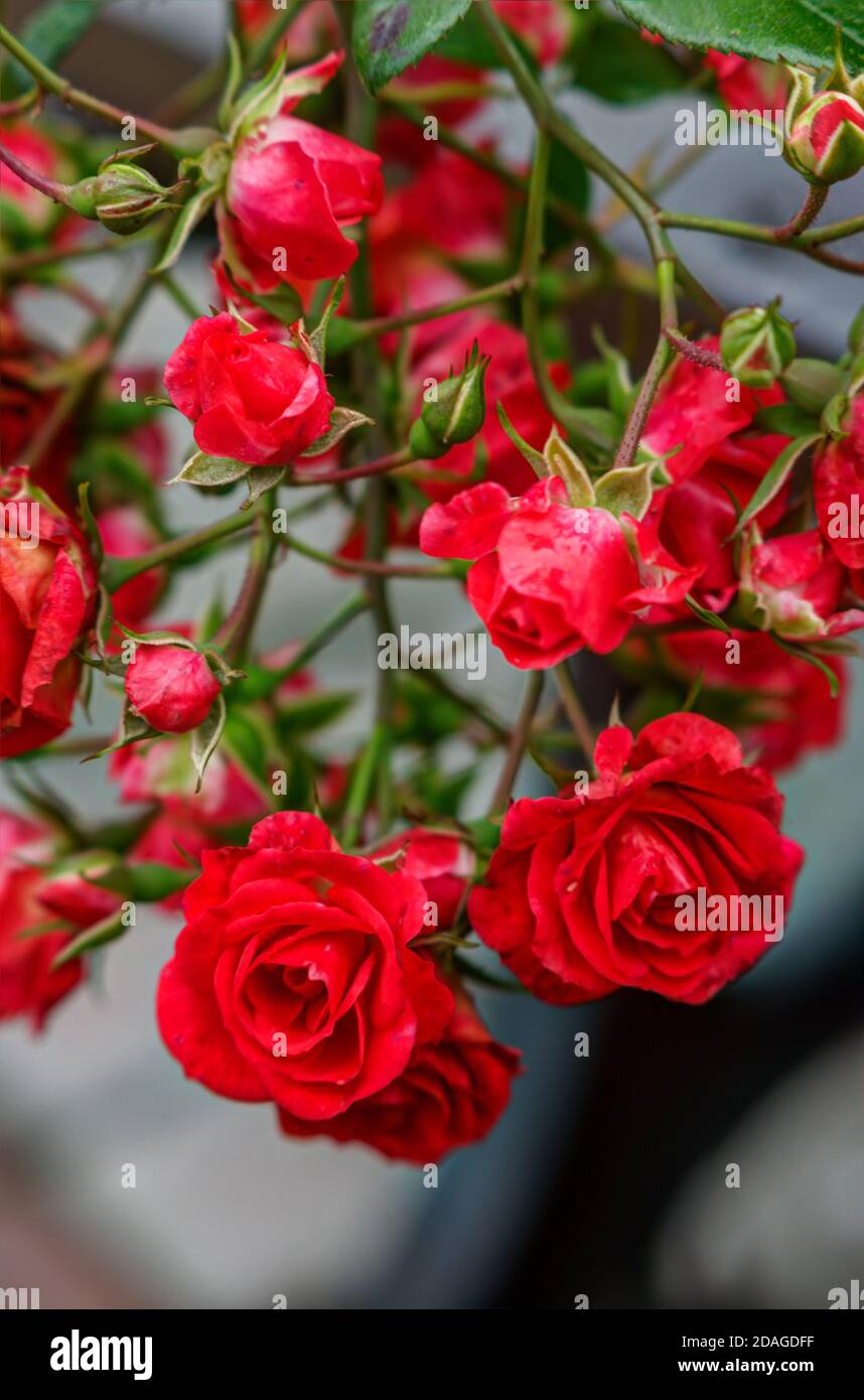 red roses, autumn roses on a shout, on a nice background, photographed ...