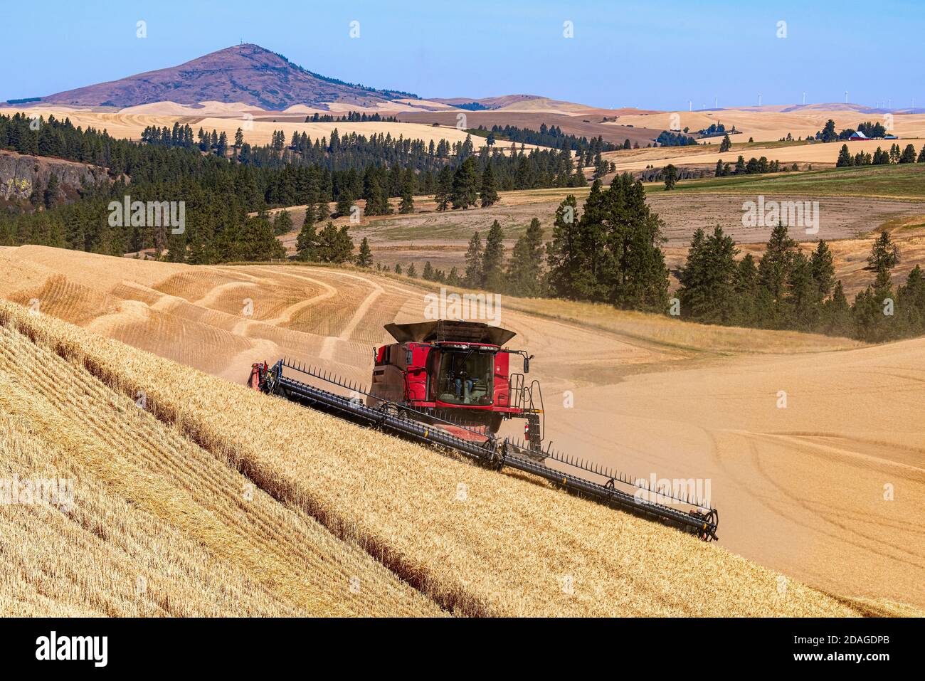 CaseIH combine harvesting wheat on the hills of the Palouse Region of Eastern Washington with Steptoe Butte in the background Stock Photo