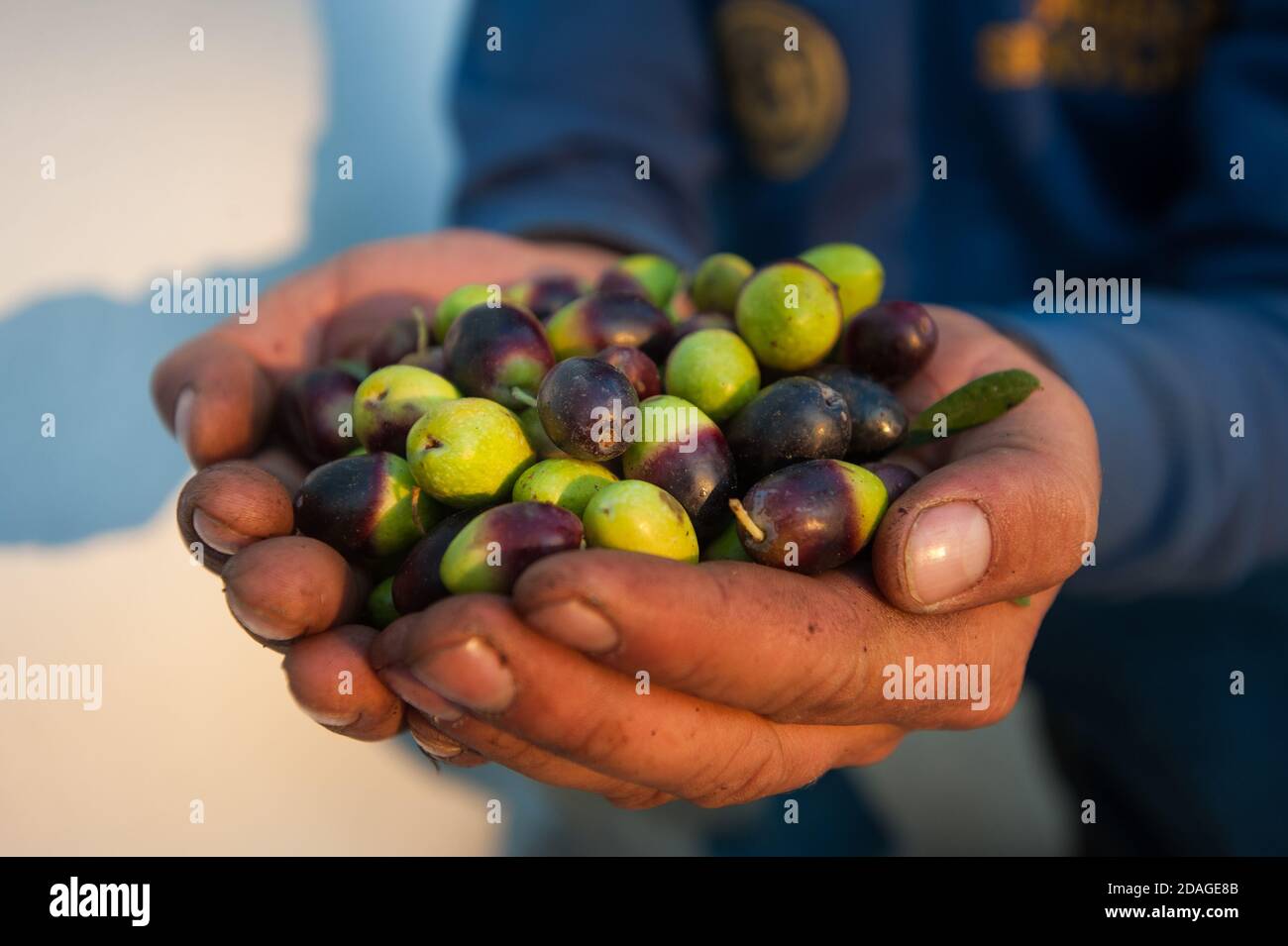 Harvested fresh olives in the hands of farmer lateral view Stock Photo