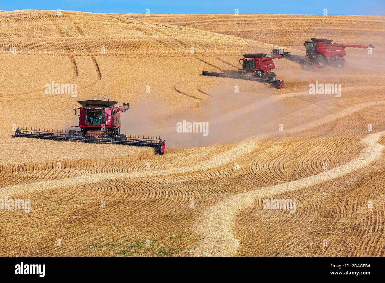 Multiple CaseIH combines harvesting wheat in the Palouse Region of Eastern Washington Stock Photo