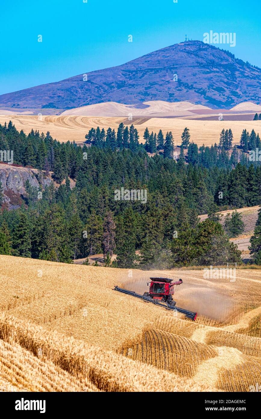CaseIH combine harvesting wheat on the hills of the Palouse Region of Eastern Washington with Steptoe Butte in the background Stock Photo