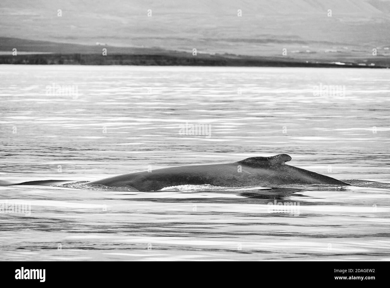 Humpback whale breach splash Black and White Stock Photos & Images - Alamy