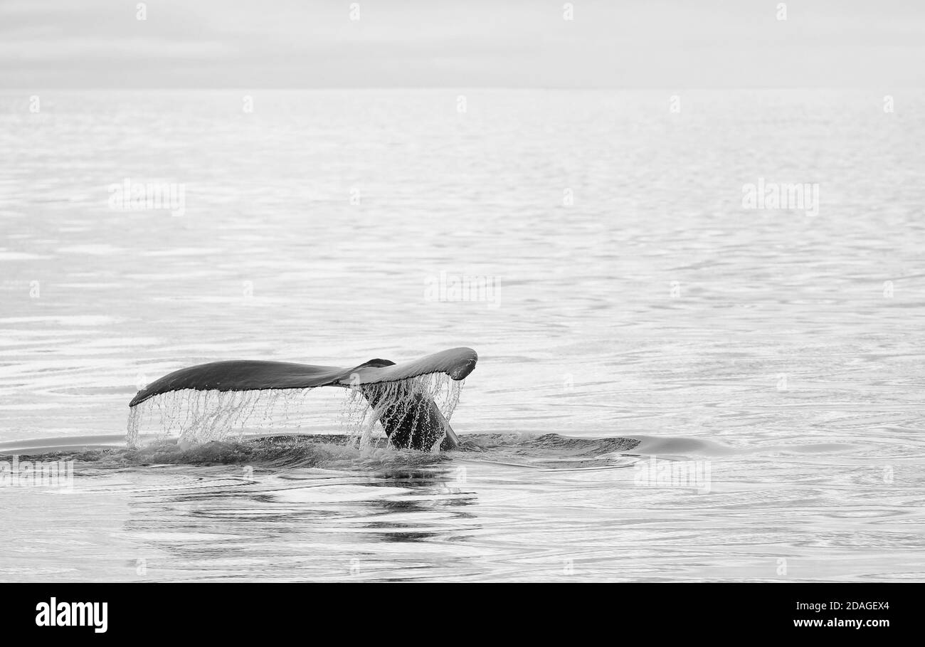 Humpback whale tail Black and White Stock Photos & Images - Alamy