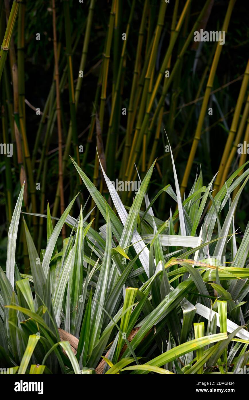 astelia chathamica silver spear,Phyllostachys vivax Huangwenzhu,Yellow Grove vivax,astelias,bamboos,mixed planting scheme,exotic garden,gardens,RM Flo Stock Photo