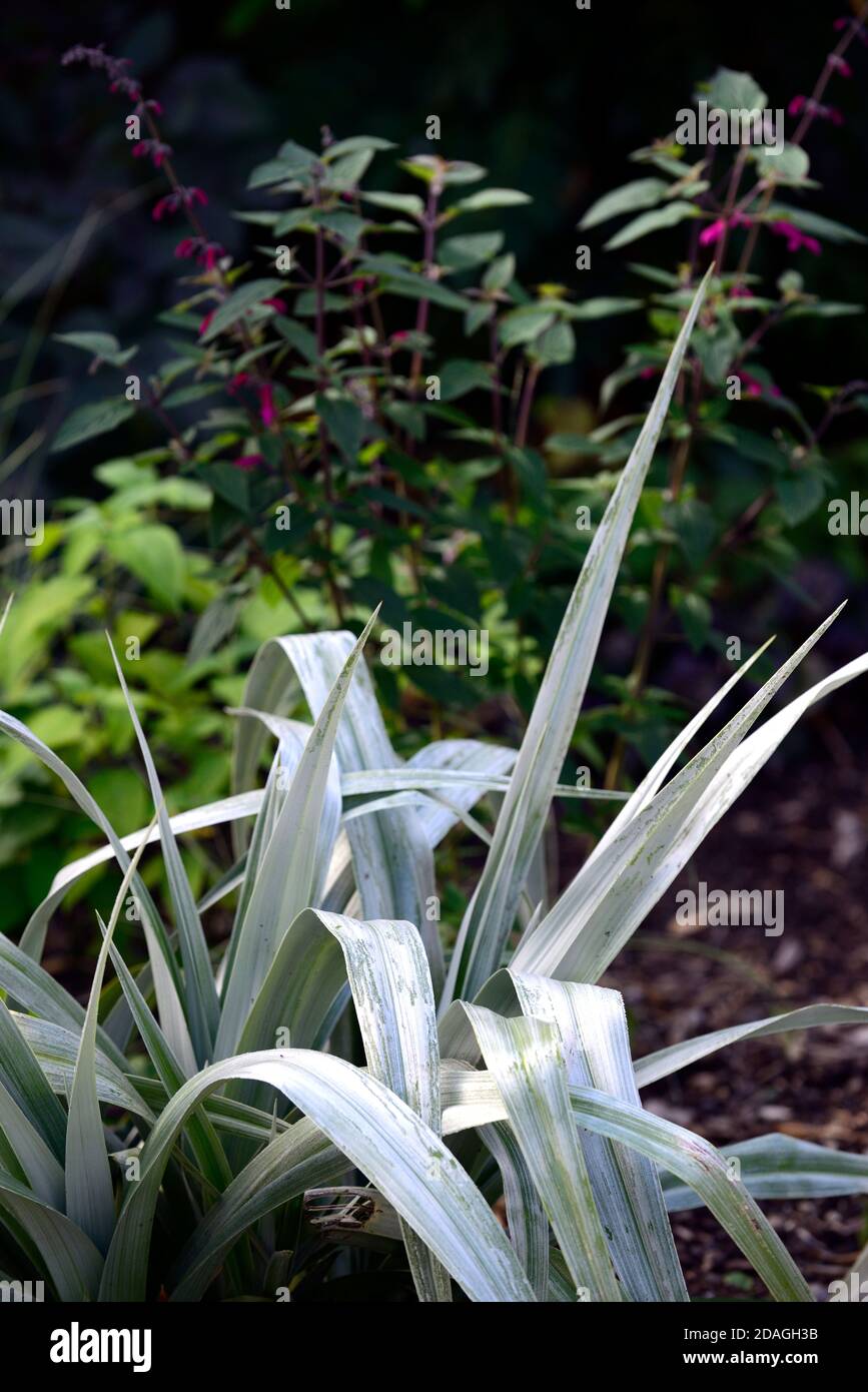 astelia chathamica silver spear,salvia,salvias,pink flowers,mixed planting scheme,exotic garden,gardens,RM Floral Stock Photo