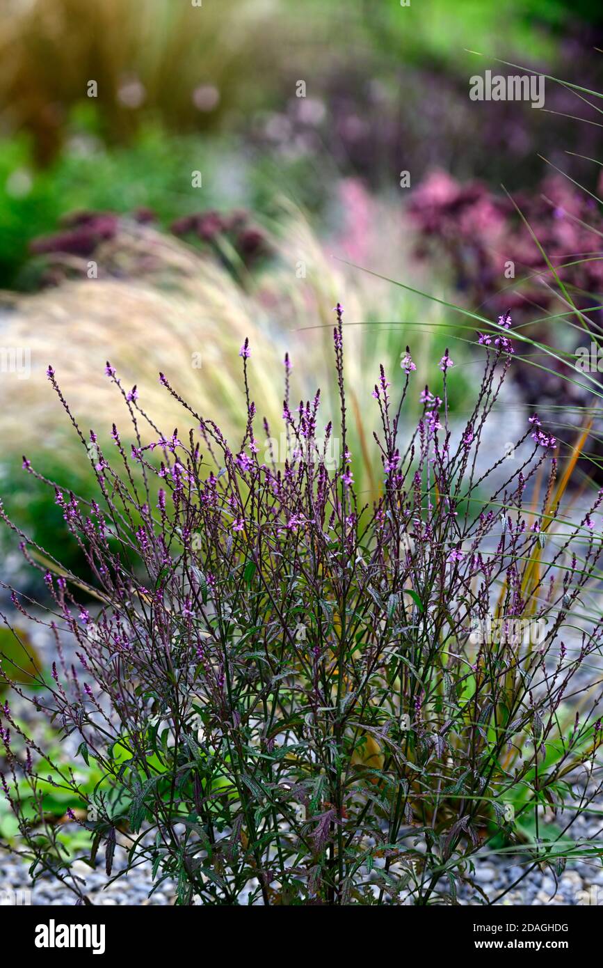 Verbena officinalis var grandiflora Bampton,vervain Bampton,upright perennial,fine wiry branches,deep purple foliage,purple pink flowers,flower,flower Stock Photo
