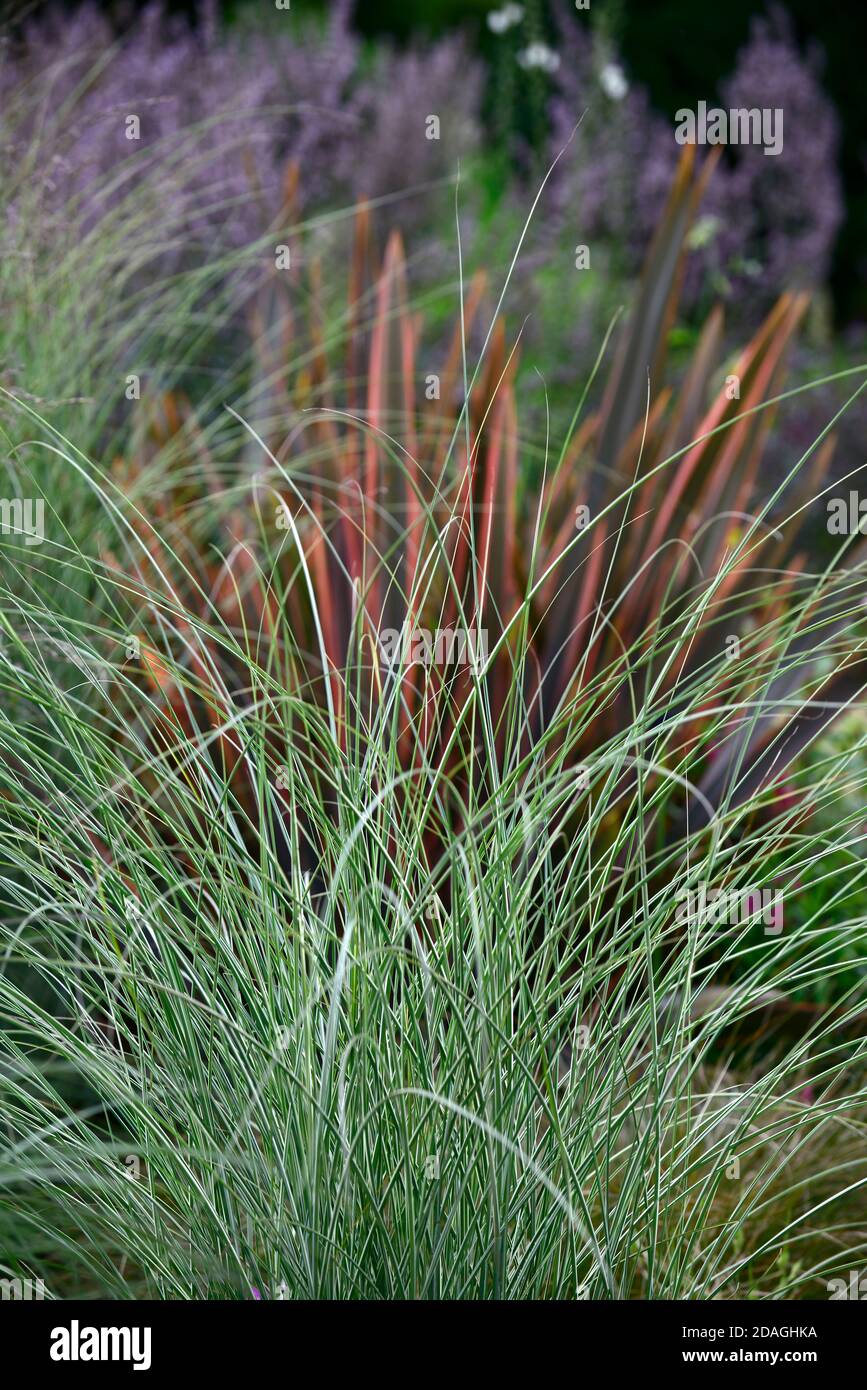 Miscanthus sinensis Morning Light,Phormium Maori Queen,New Zealand flax,Phormium Rainbow Queen,grass,grasses,dry garden,gravel garden,flowers,flowerin Stock Photo