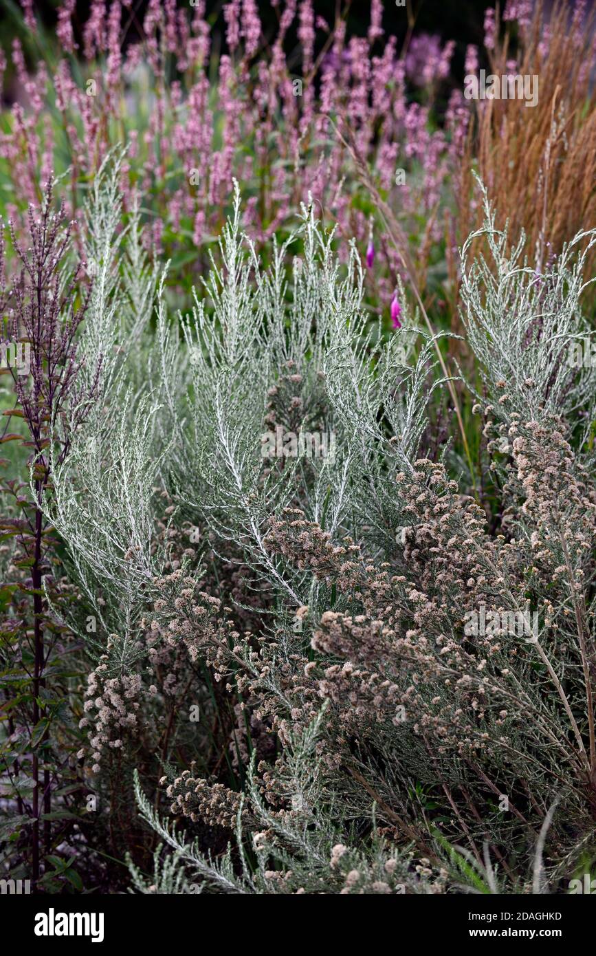 Grasses gravel garden hi-res stock photography and images - Alamy