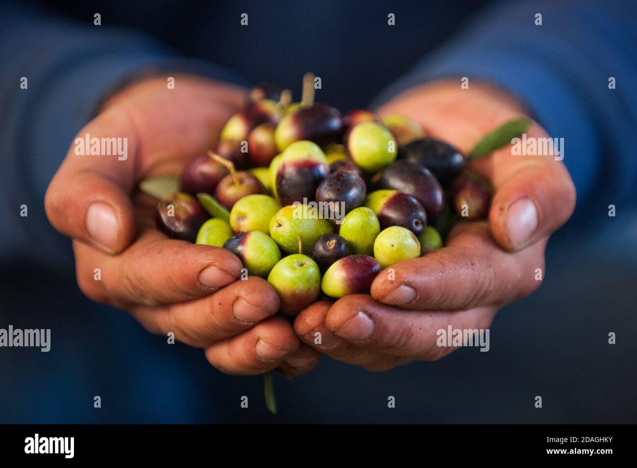 Harvested fresh organic olives in the hands of farmer view frontal blue background Stock Photo