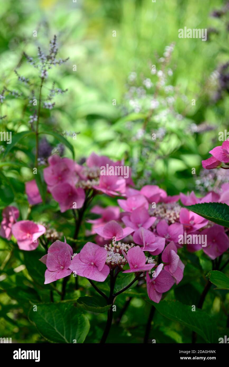 Hydrangea macrophylla Zorro,pink flowers,flower,flowering,garden,gardens,alkaline soil,RM Floral