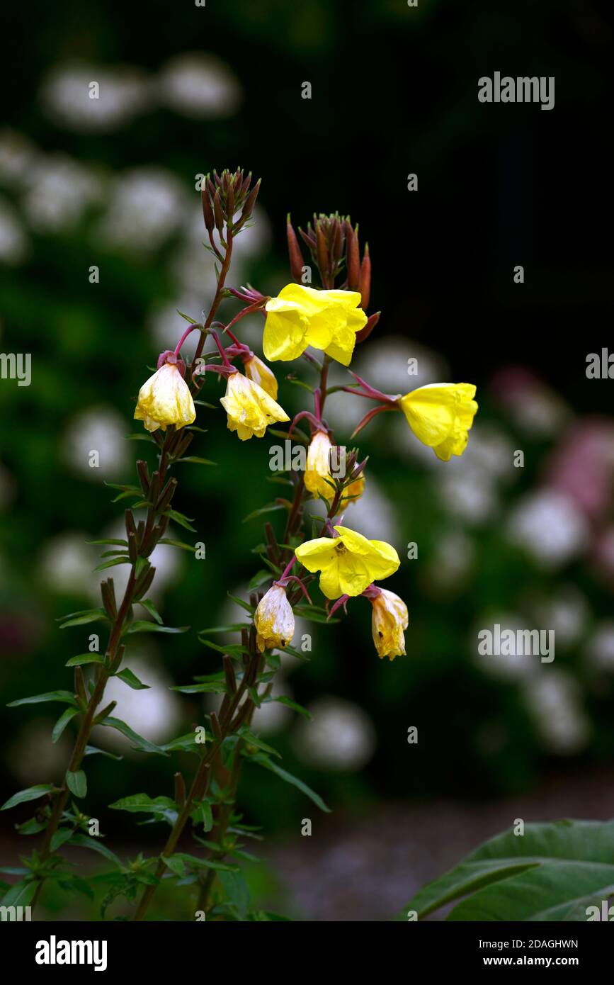 Common evening primrose,Oenothera biennis,yellow,flower,flowers,flowering,biennial,scent,scented