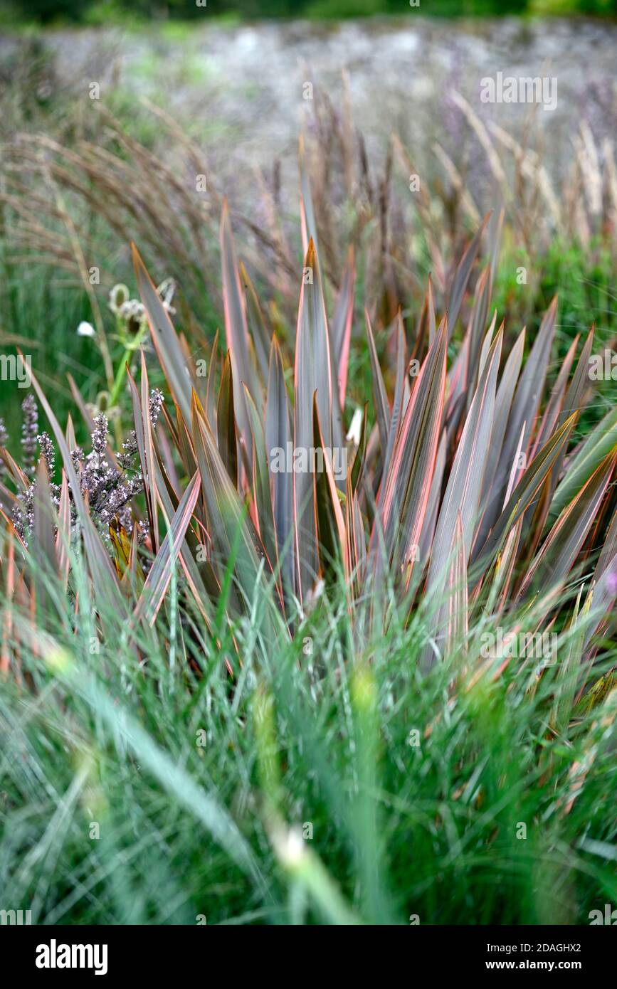 Phormium Maori Queen,New Zealand flax,Phormium Rainbow Queen,mixed grasses,grass,nepeta nuda,miscanthus,dry garden,gravel garden,flowers,flowering,gar Stock Photo