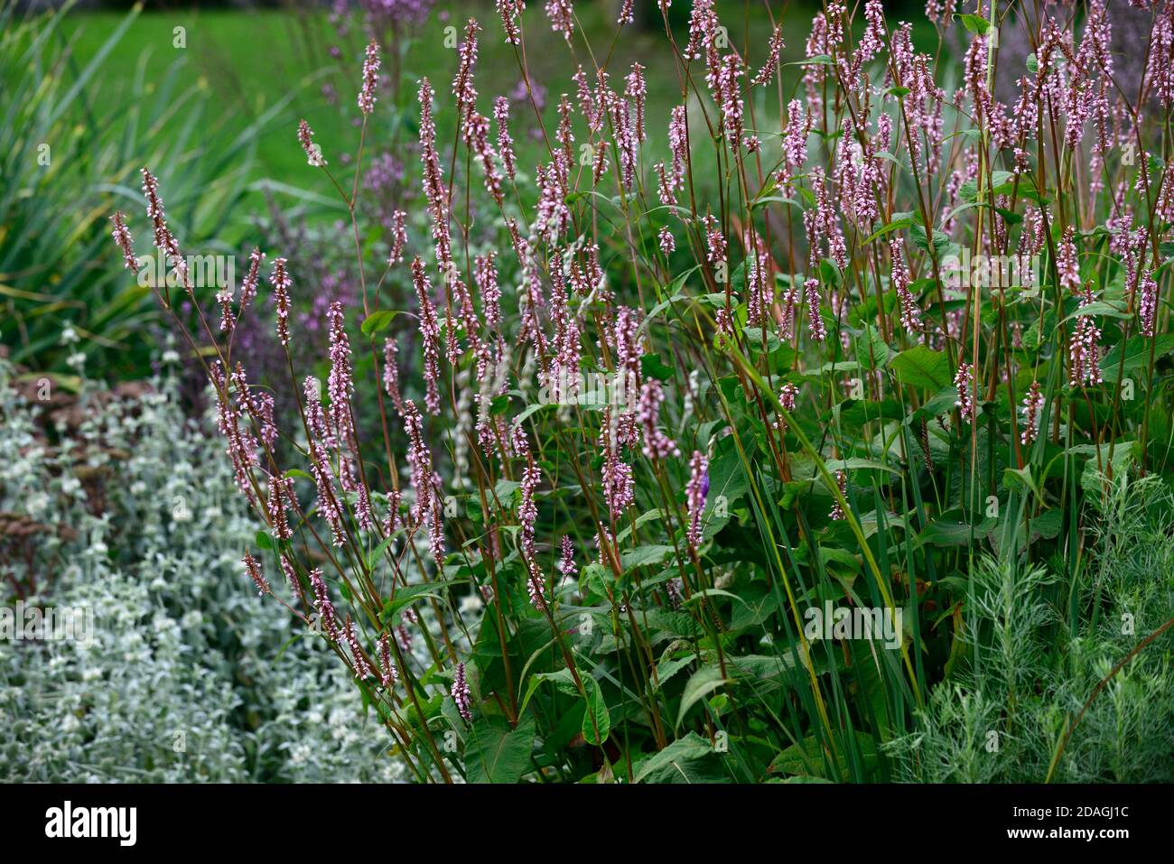 Persicaria amplexicaulis,pink,flowers,flower,flowering,medicinal herb,herbs,traditional,herbal,garden,gardens,RM Floral Stock Photo