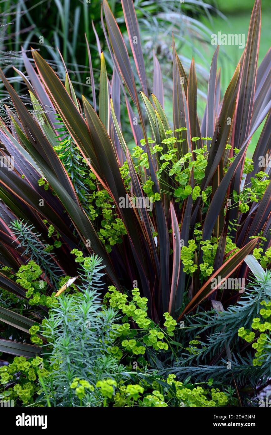 Phormium Maori Queen,New Zealand flax,Phormium Rainbow Queen,mixed planting,euphorbia,lime green,dry garden,gravel garden,flowers,flowering,gardens,Xe Stock Photo