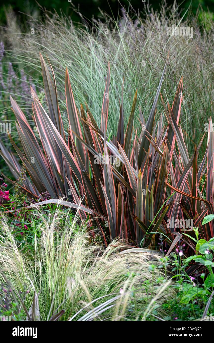 Phormium Maori Queen,New Zealand flax,Phormium Rainbow Queen,mixed grasses,grass,dry garden,gravel garden,flowers,flowering,gardens,Xeriscape,Xeriscap Stock Photo