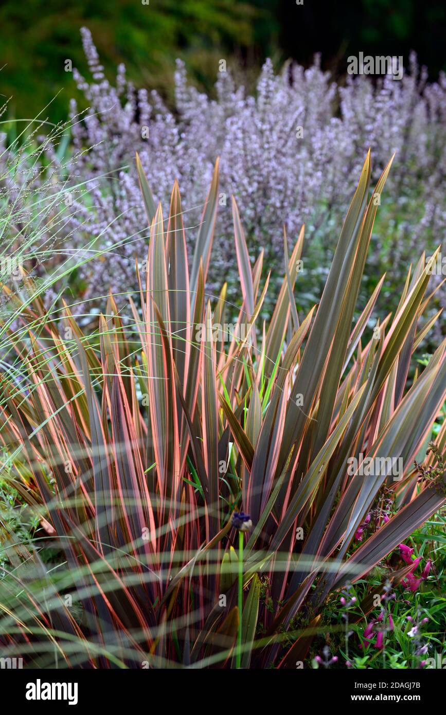 Phormium Maori Queen,New Zealand flax,Phormium Rainbow Queen,nepeta nuda,dry garden,gravel garden,flowers,flowering,gardens,Xeriscape,Xeriscaping,RM F Stock Photo
