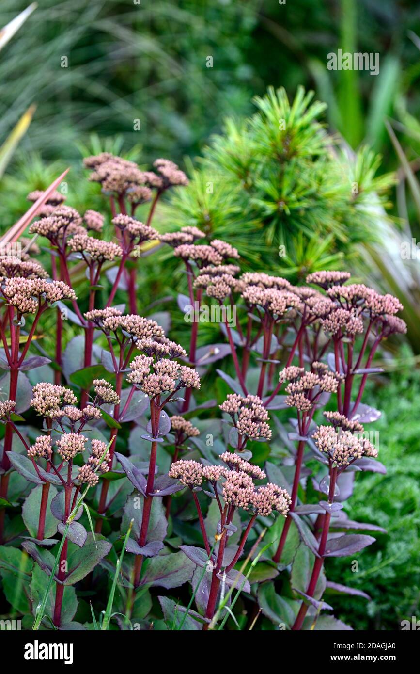 Hylotelephium Matrona,stonecrop Matrona,sedum,sedums,dry garden,gravel