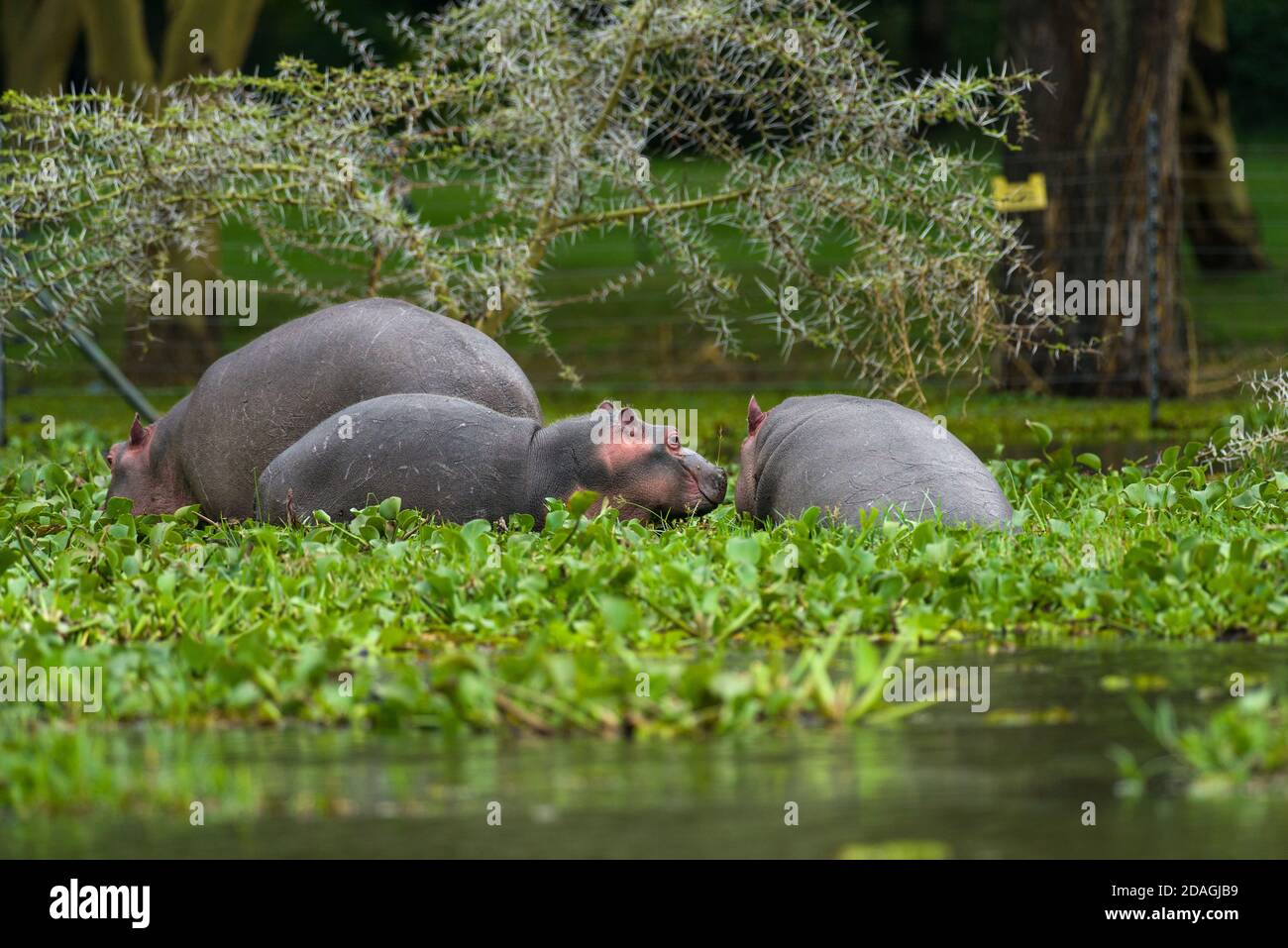 Hippopotamus (Hippopotamus amphibius) mother and calf standing in water hyacinth by shore, Lake Naivasha, Kenya Stock Photo