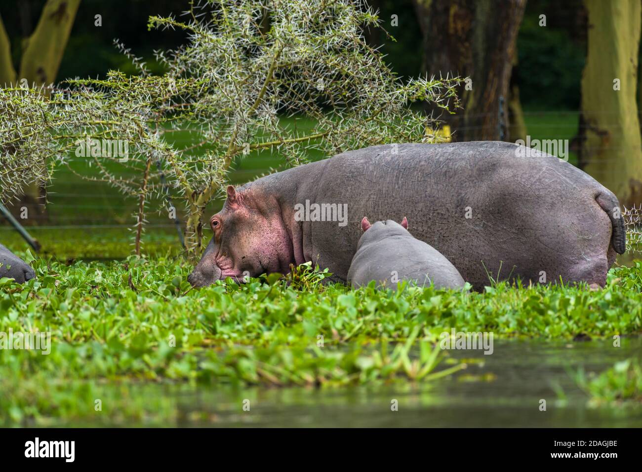 Hippopotamus (Hippopotamus amphibius) mother and calf standing in water hyacinth by shore, Lake Naivasha, Kenya Stock Photo