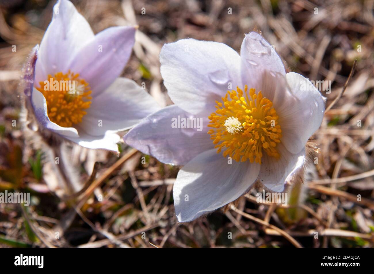Alpine flower, Dolomites of Fanes-Sennes-Braies Nature Park, Alto Aidge, Italy Stock Photo