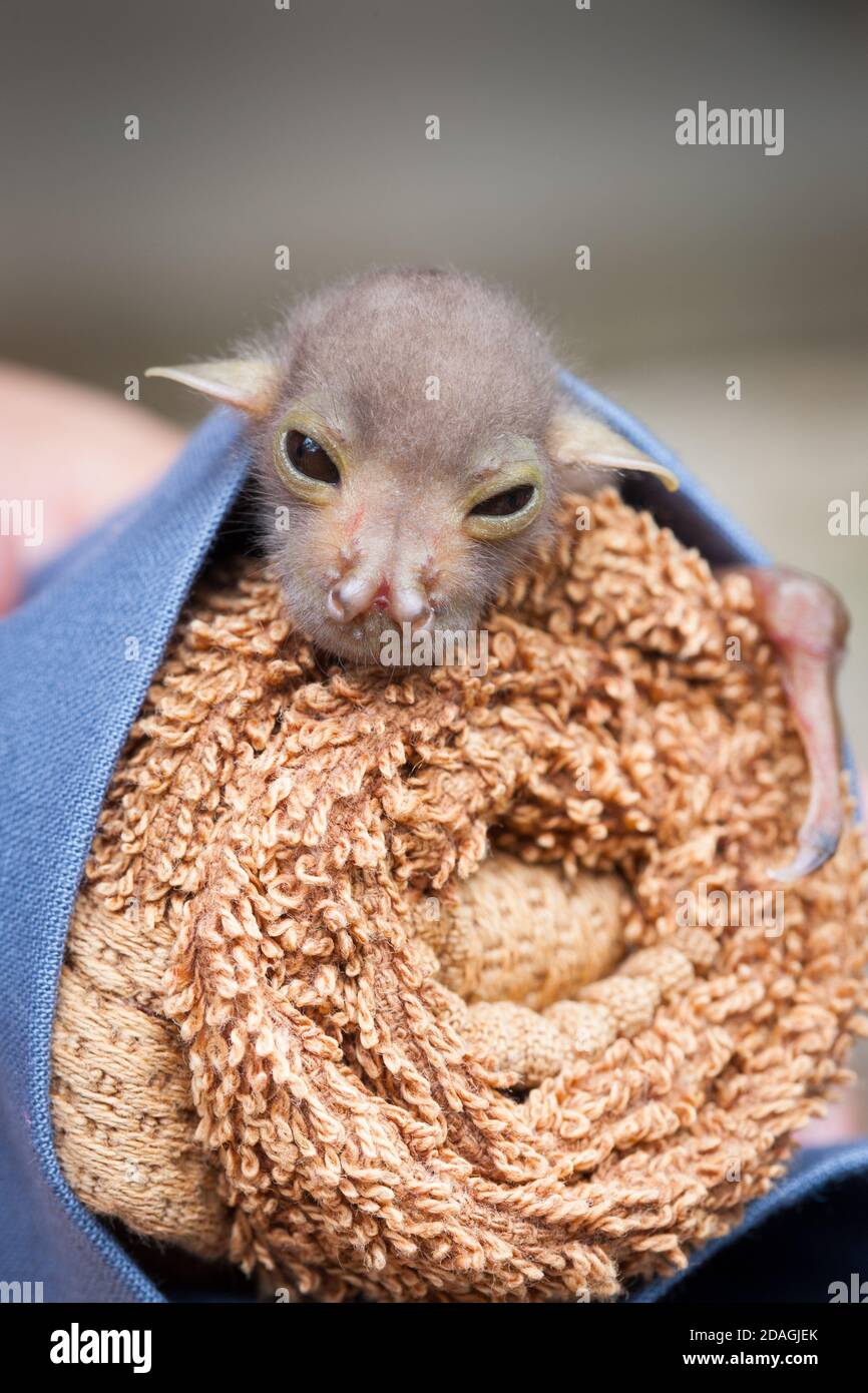 Orphaned baby Eastern Tubenosed Bat (Nyctimene robinsoni) approx. 12