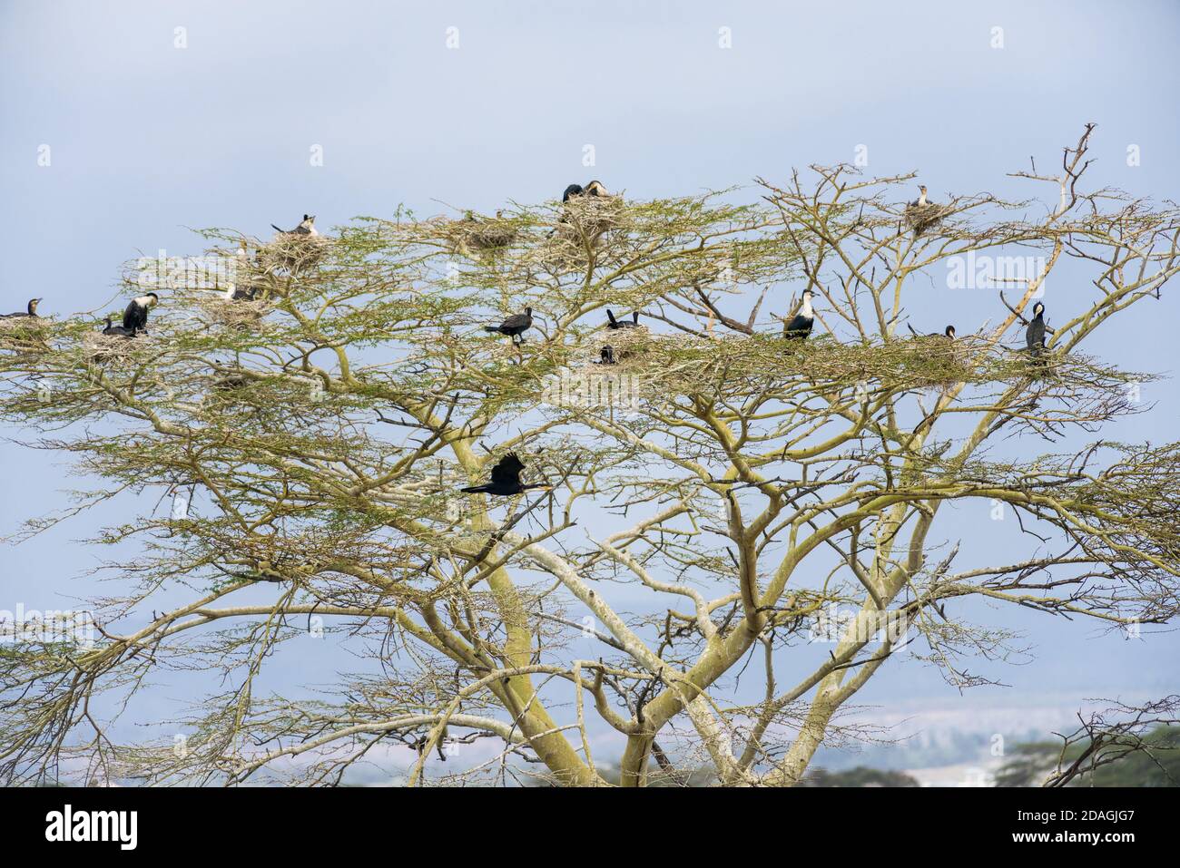 Great cormorants (Phalacrocorax carbo) nested in a large acacia tree ...