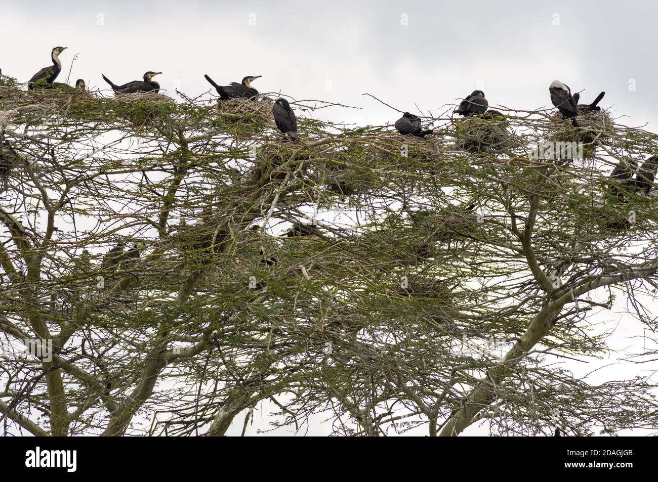 Great cormorants (Phalacrocorax carbo) nested in a large acacia tree, lake Naivasha, Kenya Stock Photo