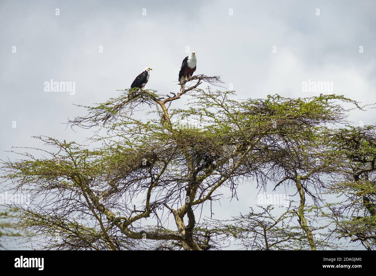 African Fish eagles pair (Haliaeetus vocifer) perched in Acacia tree, Lake Naivasha, Kenya Stock Photo