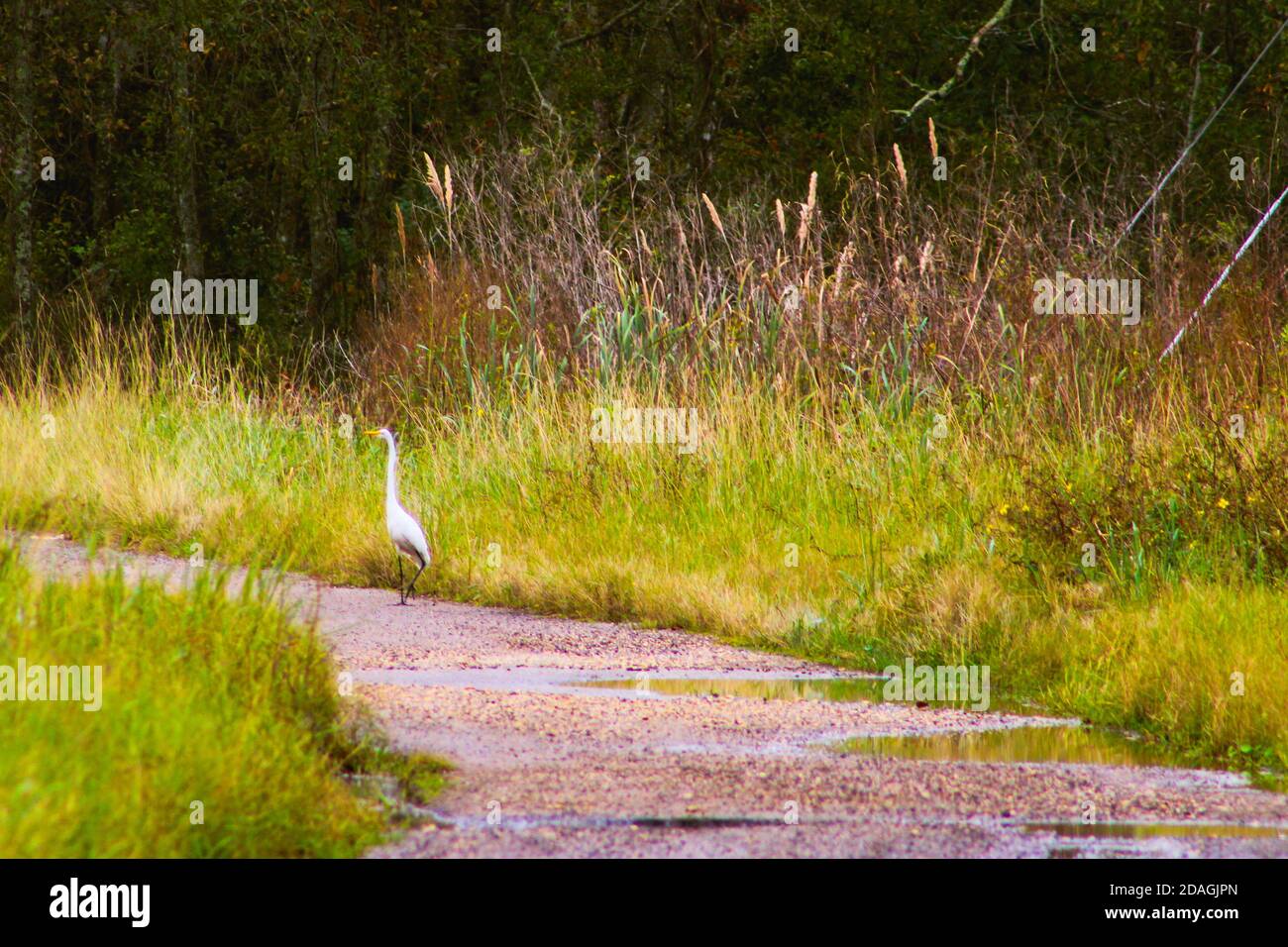 White crane bird in the swamp Stock Photo Alamy