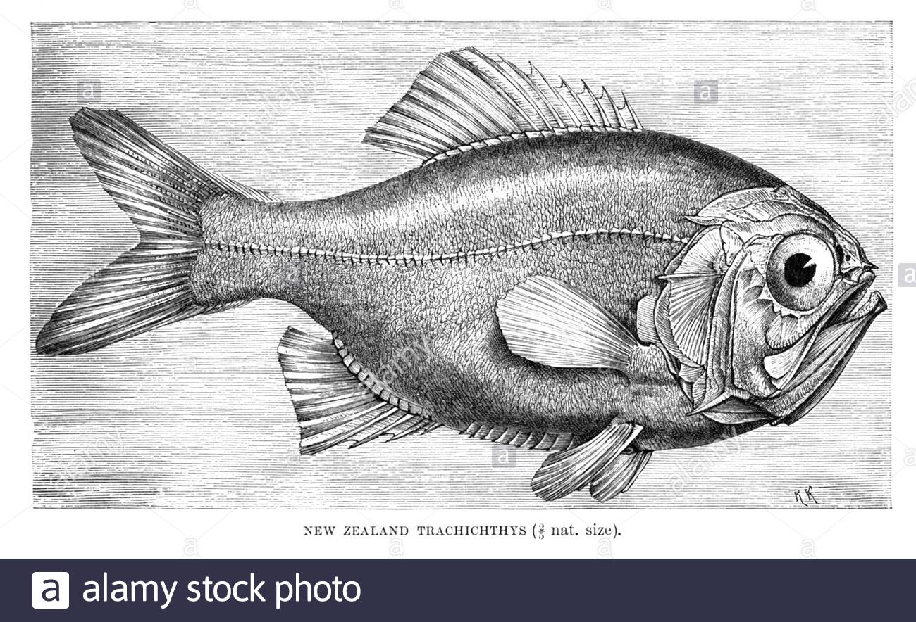 New Zealand Trachichthys (Sandpaper Fish), vintage illustration from 1896 Stock Photo