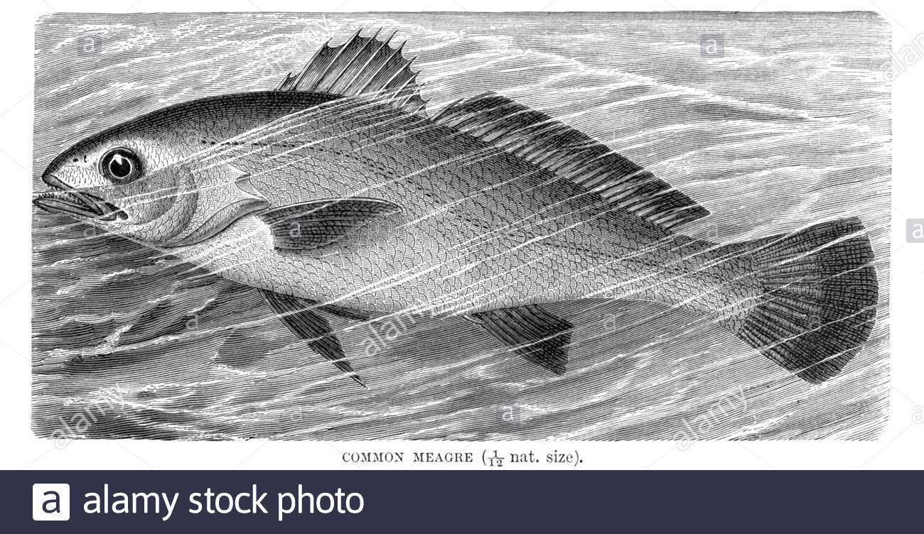 Common Meagre, vintage illustration from 1896 Stock Photo