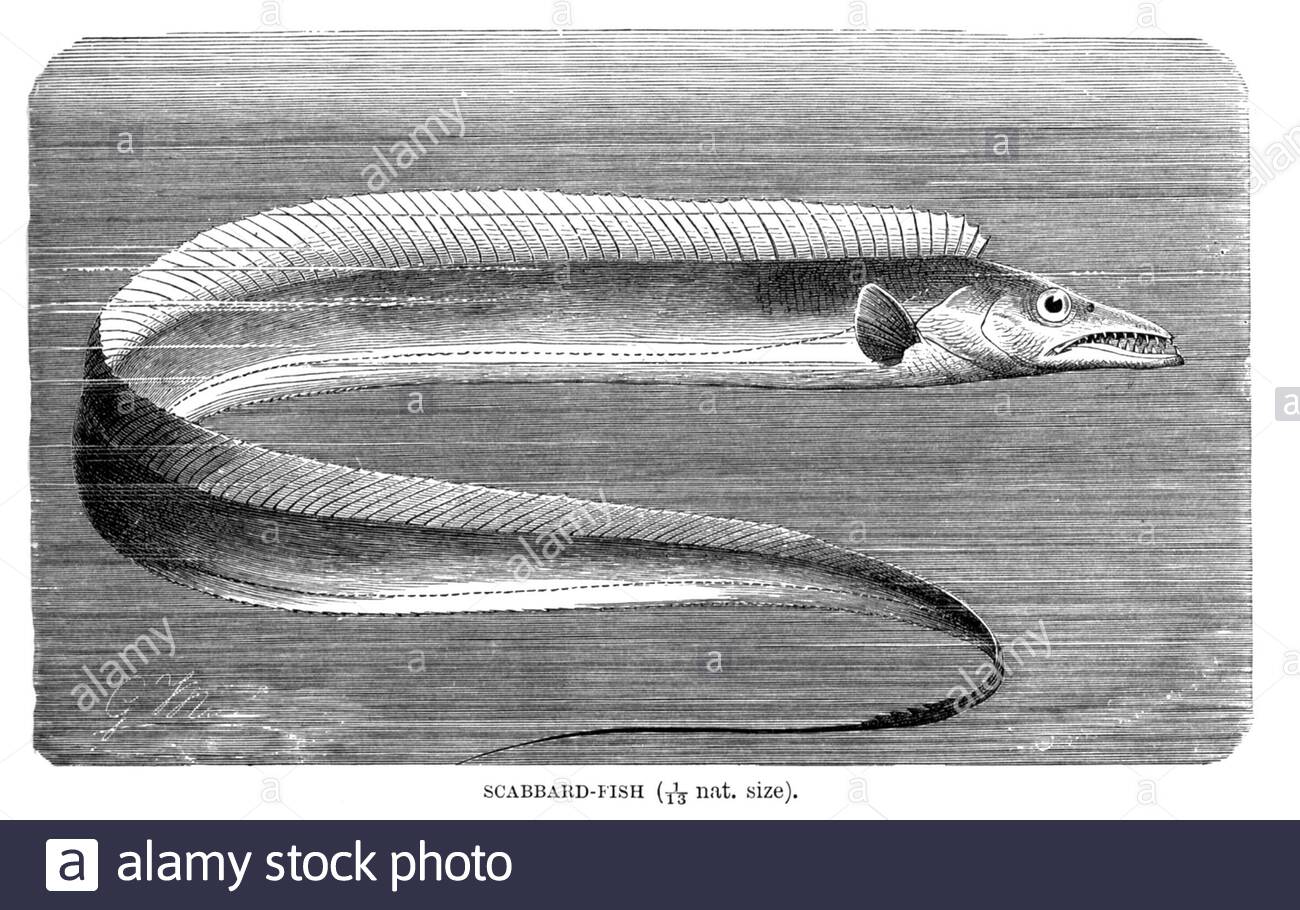 Scabbard Fish, vintage illustration from 1896 Stock Photo