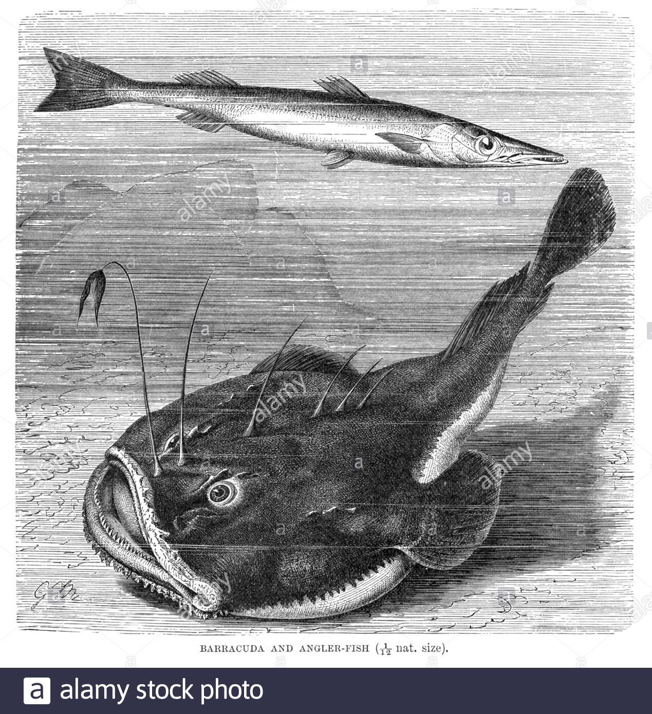 Barracuda and Angler Fish, vintage illustration from 1896 Stock Photo