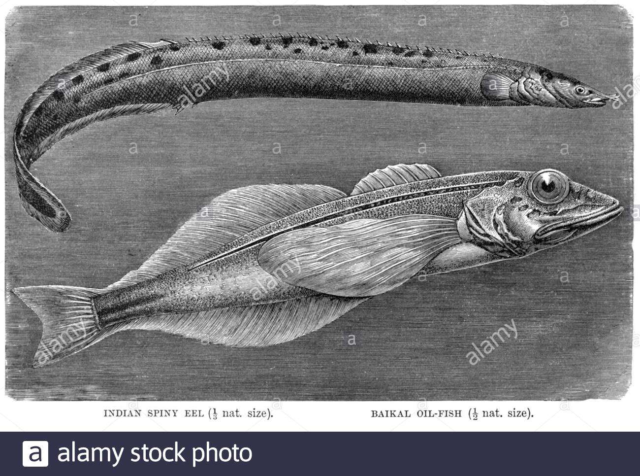 Indian Spiny Eel and Baikal Oil Fish, vintage illustration from 1896 Stock Photo