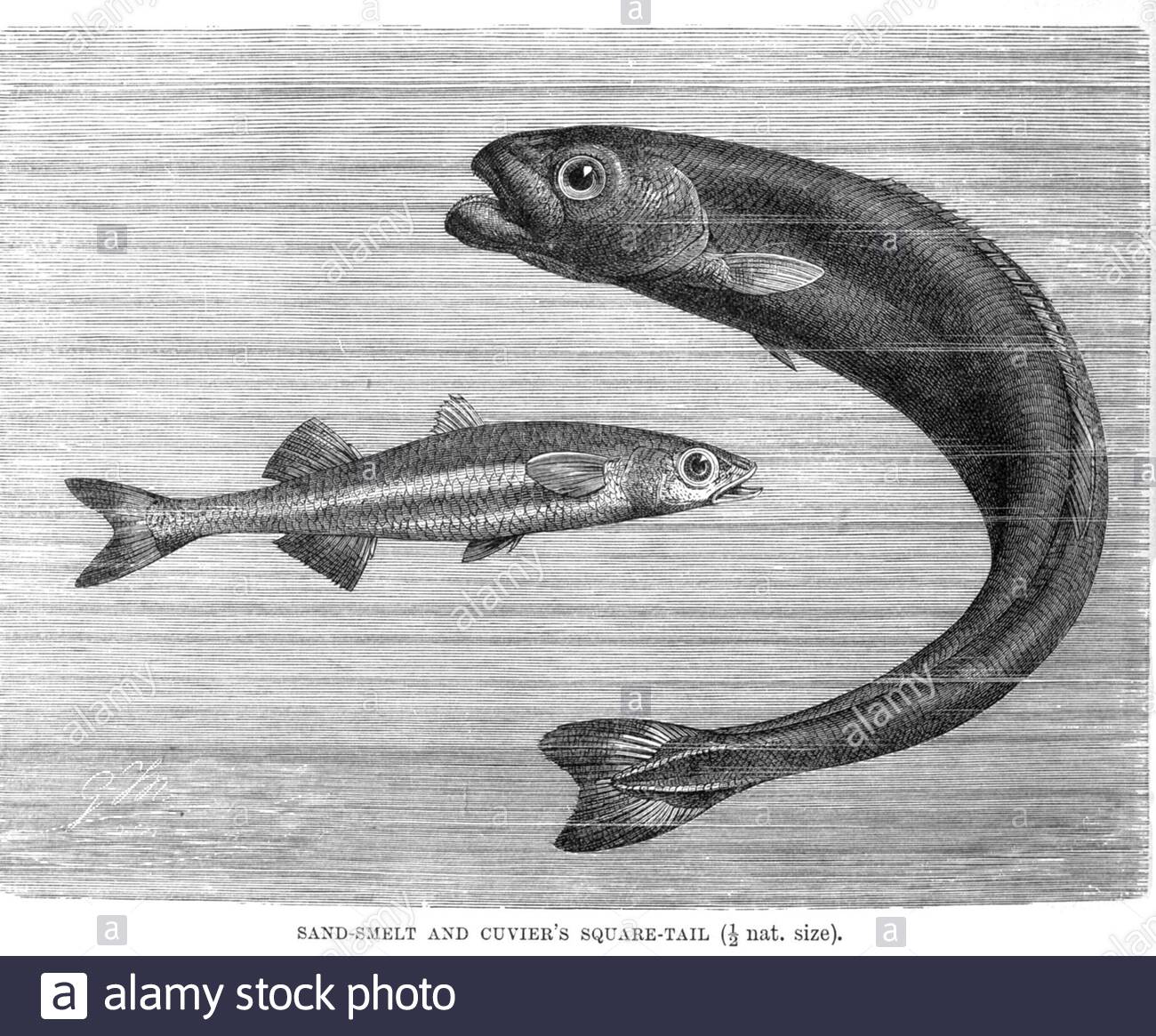 Sand Smelt and Cuvier's Square Tail, vintage illustration from 1896 Stock Photo