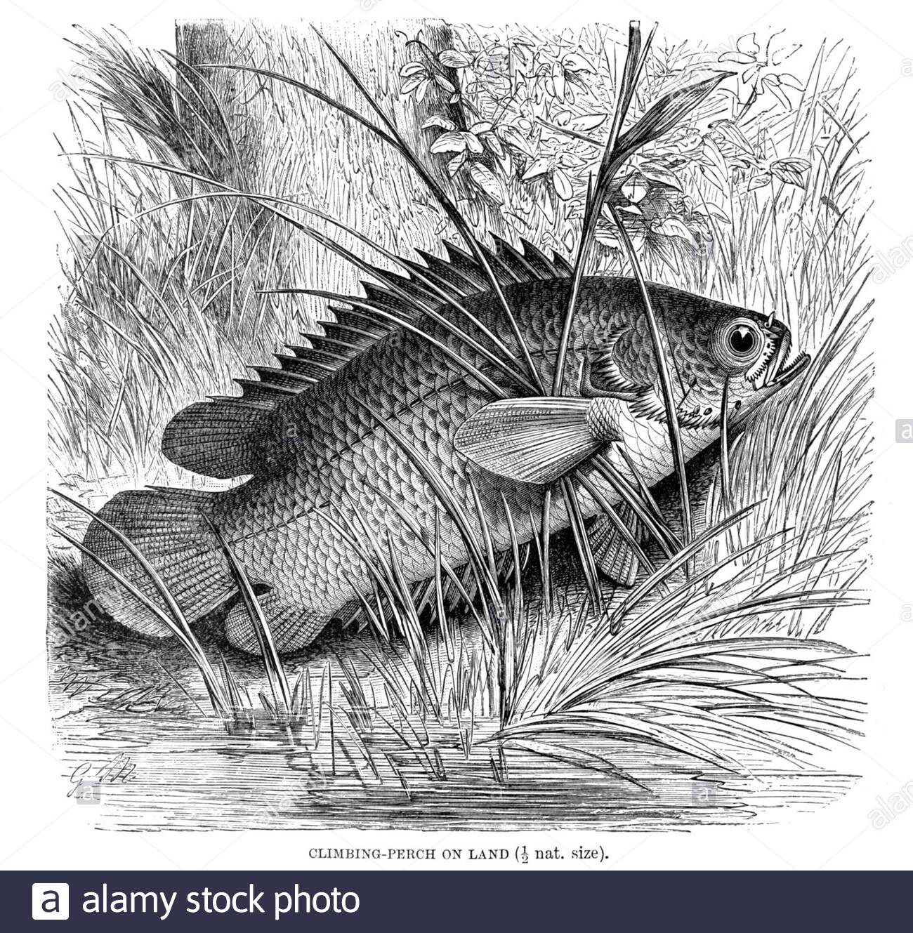 Climbing Perch on land, vintage illustration from 1896 Stock Photo