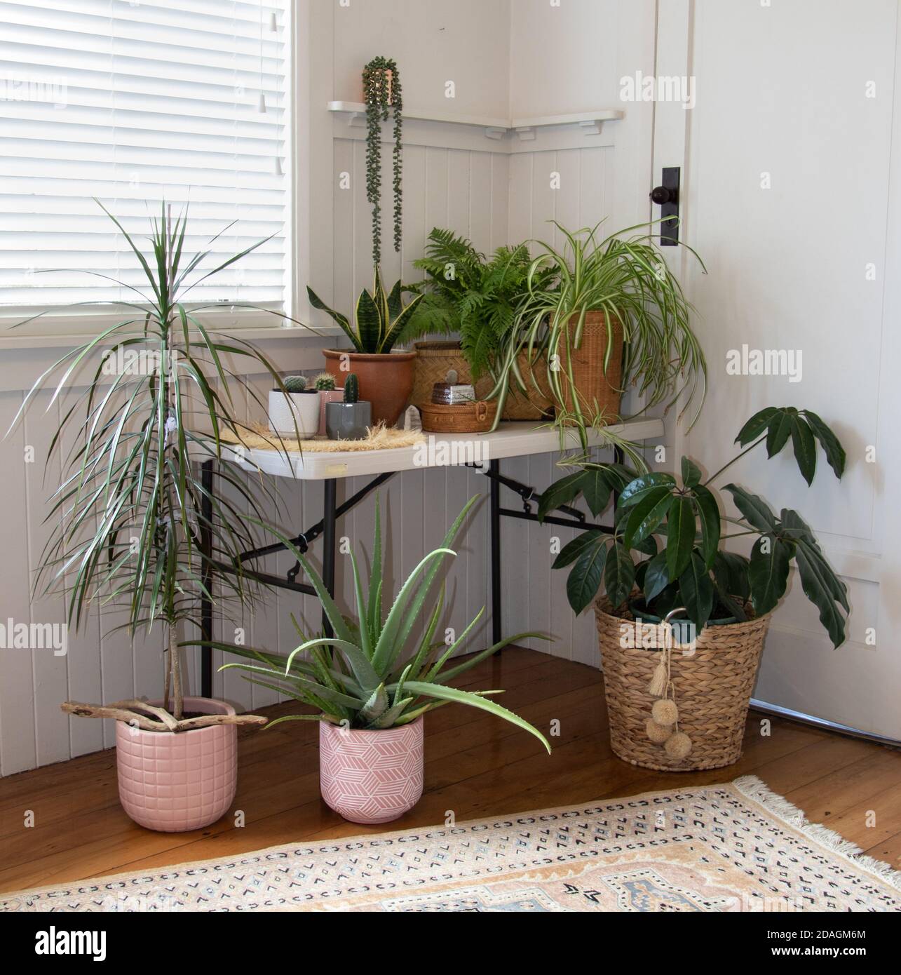 table in white room with group of indoor potted house plants Stock Photo