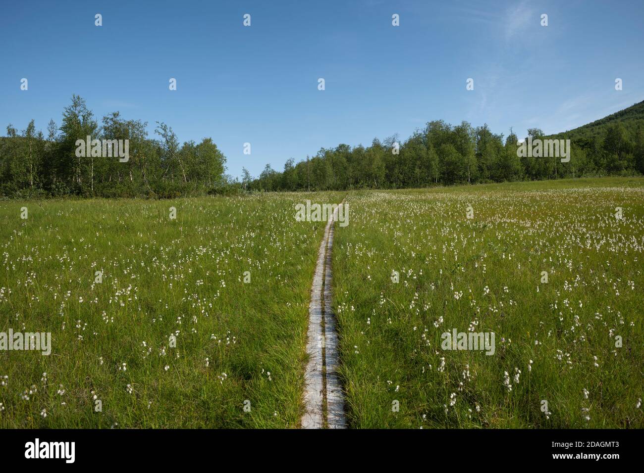 Wooden planking through meadow of cotton grass along Padjelantaleden Trail, Lapland, Sweden Stock Photo