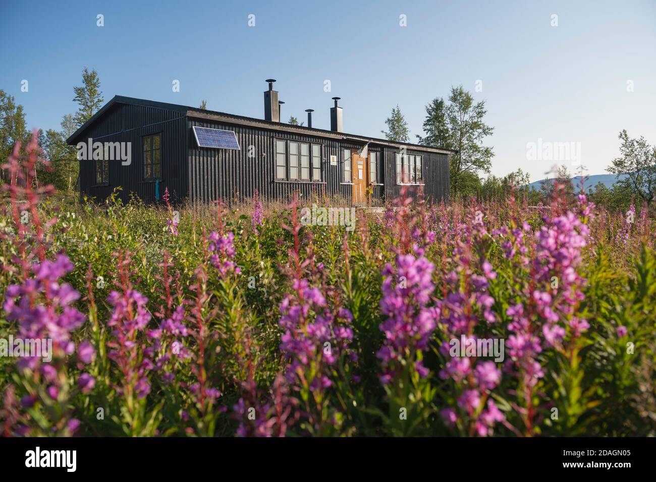 Summer fireweed flowers outside STF Akka mountain hut, Padjelantaleden Trail, Lapland, Sweden Stock Photo