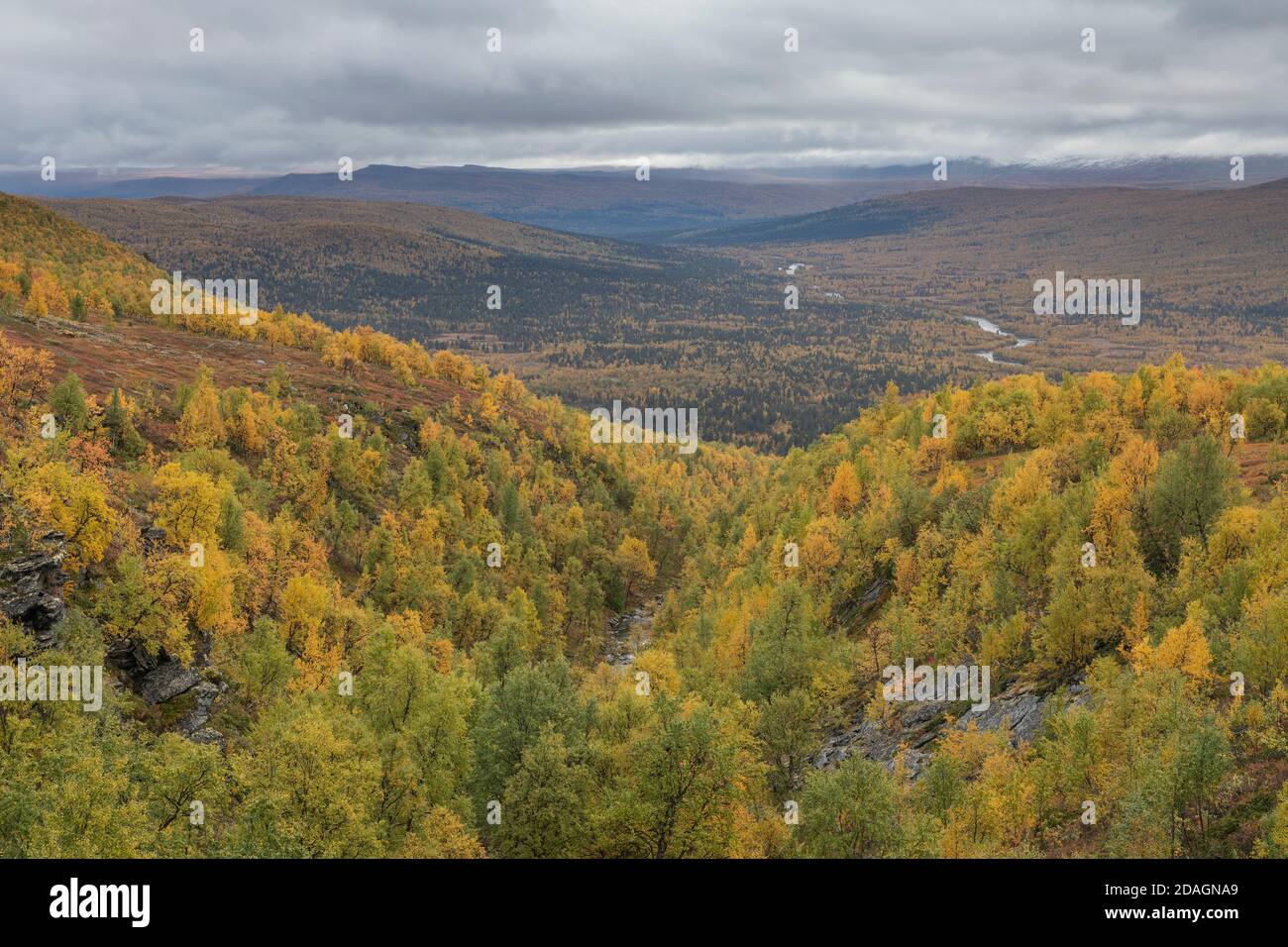 View over autumn forest landscape of Vindelälven river valley north of Ammarnäs along Kungsleden Trail, Lapland, Sweden Stock Photo