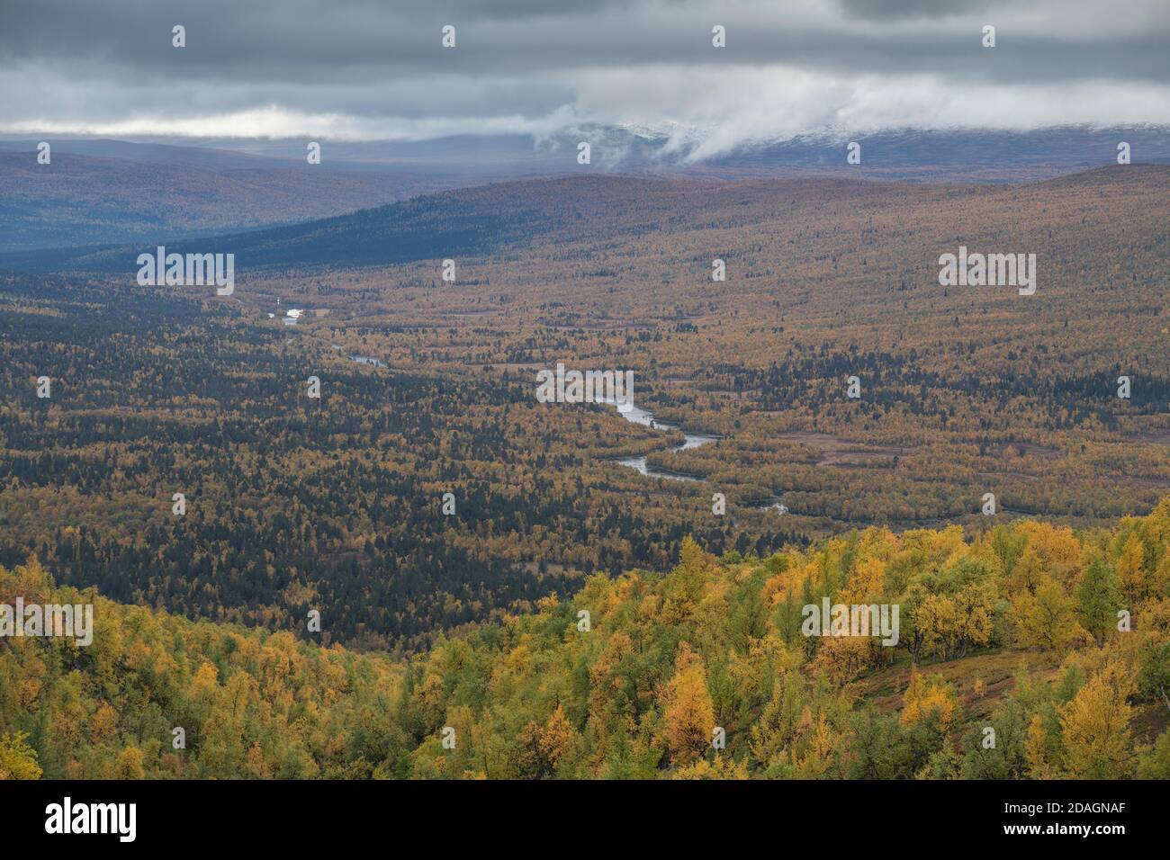 View over autumn forest landscape of Vindelälven river valley north of Ammarnäs along Kungsleden Trail, Lapland, Sweden Stock Photo