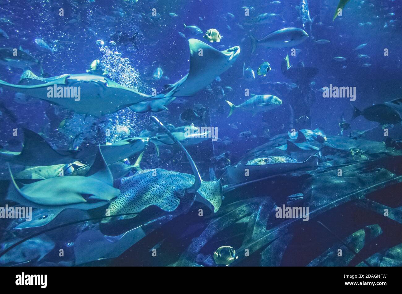 A large aquarium with sharks and stingrays Stock Photo Alamy