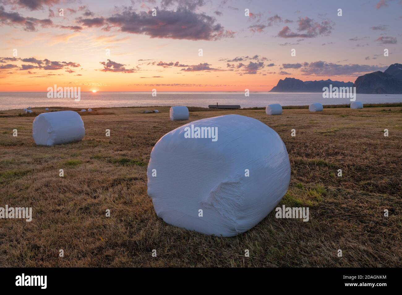 Wrapped hay bales sit in coastal field under July midnight sun, Flakstadøy, Lofoten Islands, Norway Stock Photo