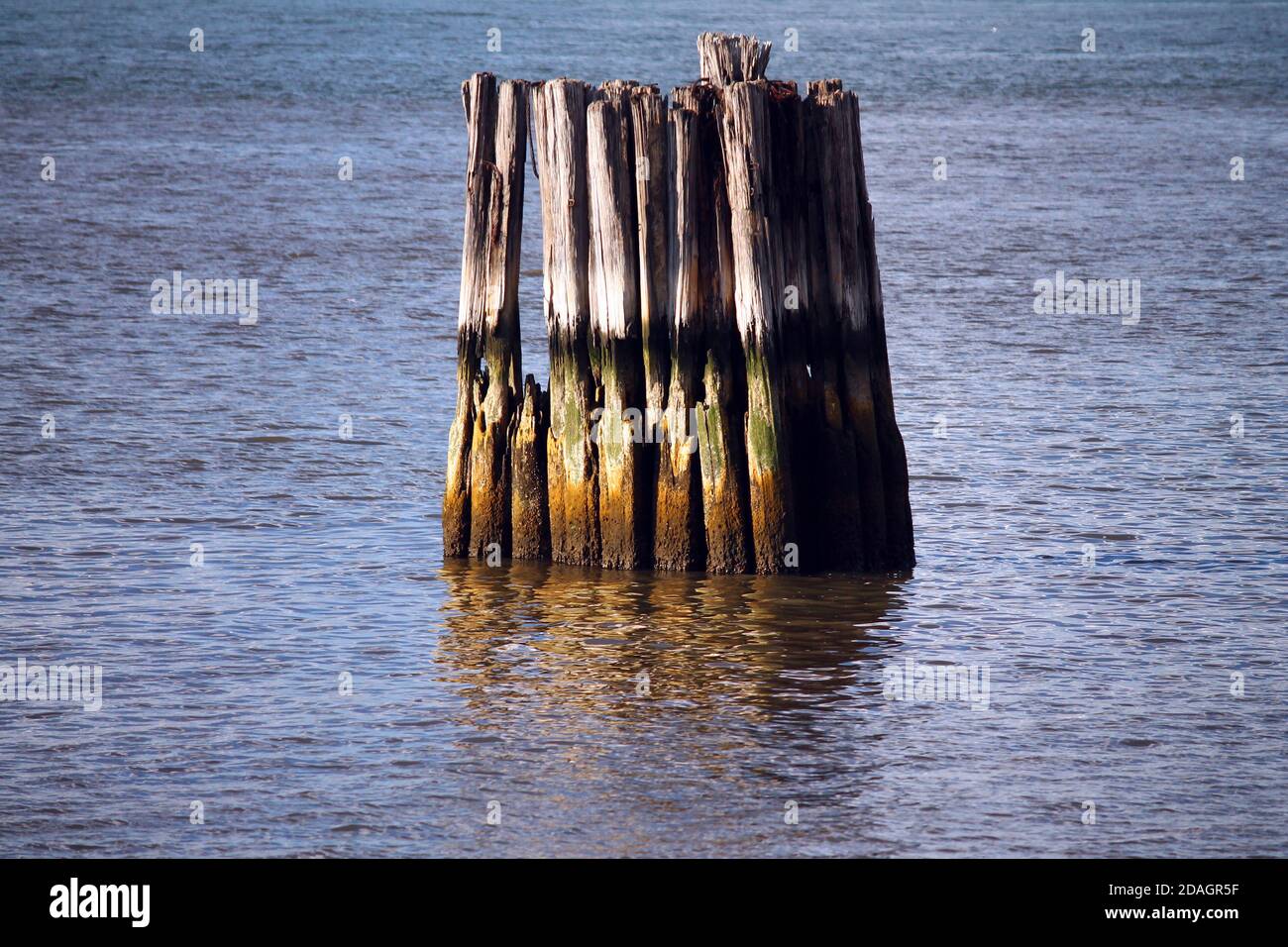 The wooden protections in the calm water Stock Photo